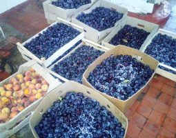 37000391_267221190699367_6909193179019345920_n